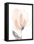 Blush Petals II-Jennifer Goldberger-Framed Stretched Canvas