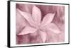 Blush Petals-Kimberly Allen-Framed Stretched Canvas