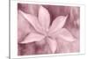 Blush Petals-Kimberly Allen-Stretched Canvas