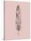 Blush Pink Feather III-Jensen Adamsen-Stretched Canvas