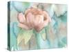 Blush Rose-Beverly Dyer-Stretched Canvas