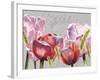 Blush Tulips I-Redstreake-Framed Art Print