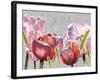 Blush Tulips I-Redstreake-Framed Art Print