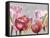 Blush Tulips I-Redstreake-Framed Stretched Canvas