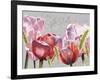 Blush Tulips I-Redstreake-Framed Art Print