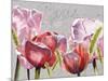 Blush Tulips I-Redstreake-Mounted Art Print