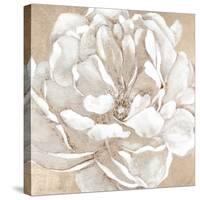 Blushing Bloom II-Carol Robinson-Stretched Canvas