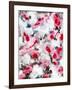 Blushing blooms 1-Li Bo-Framed Giclee Print