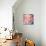 Blushing Blooms II-Sarah Gardner-Photo displayed on a wall