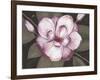 Blushing Magnolia-Filippo Ioco-Framed Art Print