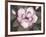 Blushing Magnolia-Filippo Ioco-Framed Art Print