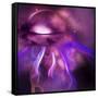 Blushing Nebula-null-Framed Stretched Canvas