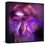 Blushing Nebula-null-Framed Stretched Canvas