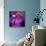 Blushing Nebula-null-Stretched Canvas displayed on a wall