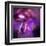 Blushing Nebula-null-Framed Art Print