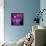 Blushing Nebula-null-Framed Stretched Canvas displayed on a wall