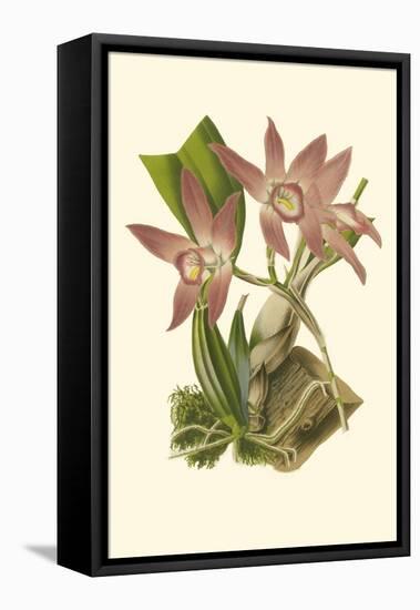 Blushing Orchids I-Van Houtt-Framed Stretched Canvas