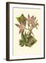 Blushing Orchids I-Van Houtt-Framed Art Print