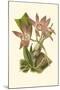 Blushing Orchids I-Van Houtt-Mounted Art Print