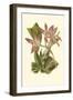 Blushing Orchids I-Van Houtt-Framed Art Print