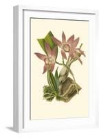 Blushing Orchids I-Van Houtt-Framed Art Print