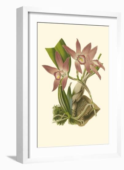 Blushing Orchids I-Van Houtt-Framed Art Print