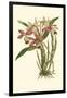 Blushing Orchids II-Van Houtt-Framed Art Print