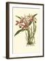 Blushing Orchids II-Van Houtt-Framed Art Print