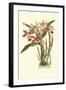 Blushing Orchids II-Van Houtt-Framed Art Print