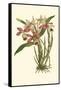 Blushing Orchids II-Van Houtt-Framed Stretched Canvas