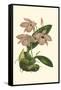 Blushing Orchids III-Van Houtt-Framed Stretched Canvas