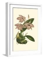 Blushing Orchids III-Van Houtt-Framed Art Print