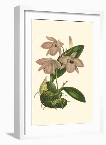 Blushing Orchids III-Van Houtt-Framed Art Print