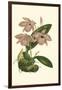 Blushing Orchids III-Van Houtt-Framed Art Print