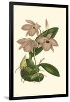 Blushing Orchids III-Van Houtt-Framed Art Print