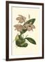 Blushing Orchids III-Van Houtt-Framed Art Print