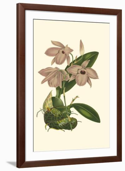 Blushing Orchids III-Van Houtt-Framed Art Print