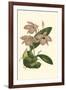 Blushing Orchids III-Van Houtt-Framed Art Print