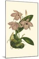 Blushing Orchids III-Van Houtt-Mounted Art Print