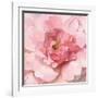 Blushing Peony-Danhui Nai-Framed Art Print