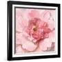 Blushing Peony-Danhui Nai-Framed Art Print