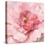 Blushing Peony-Danhui Nai-Stretched Canvas