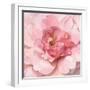 Blushing Peony-Danhui Nai-Framed Art Print