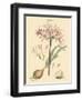 Blushing Pink Florals II-John Miller (Johann Sebastien Mueller)-Framed Art Print