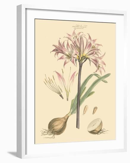 Blushing Pink Florals II-John Miller (Johann Sebastien Mueller)-Framed Art Print