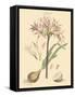 Blushing Pink Florals II-John Miller (Johann Sebastien Mueller)-Framed Stretched Canvas