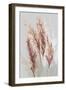 Blushing Pomp Grass II-Asia Jensen-Framed Art Print