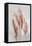 Blushing Pomp Grass II-Asia Jensen-Framed Stretched Canvas