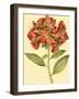 Blushing Rhodos I-Vision Studio-Framed Art Print