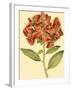 Blushing Rhodos I-Vision Studio-Framed Art Print